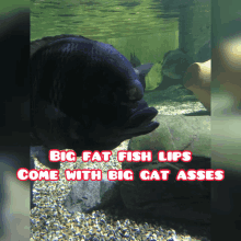 a picture of a fish with the caption big fat fish lips come with big cat asses