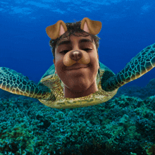 a sea turtle with a man 's face in it