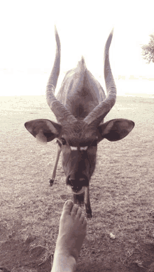 a deer with long horns is standing next to a person 's foot in the dirt