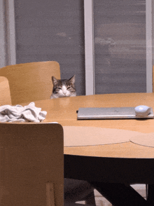 a cat peeking out from behind a wooden table