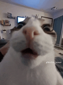 a close up of a cat 's face looking at the camera in a living room .