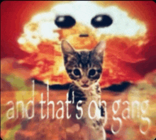 a cat is standing in front of an explosion with the words " and that 's on gang " below it