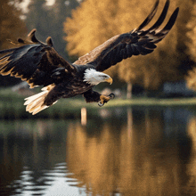 a bald eagle is flying over a lake with its wings spread