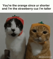 two cats standing next to each other wearing strawberries and oranges