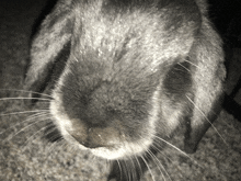 a black and white photo of a bunny rabbit