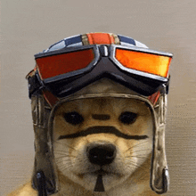 a dog is wearing a helmet and goggles