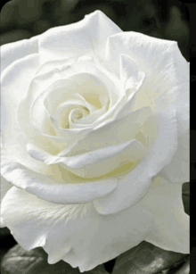 a close up of a white rose with a swirl in the center