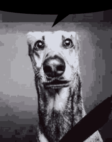 a black and white photo of a dog looking at the camera with a speech bubble above it .