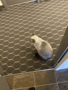 a cat sitting on a carpet looking out a doorway