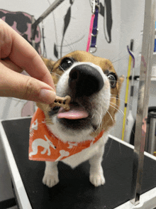 a dog wearing an orange bandana is getting a treat from someone