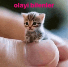 a tiny kitten is sitting on a person 's finger .