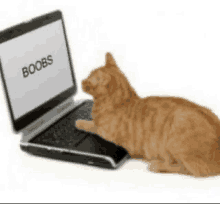 a cat is laying down in front of a laptop computer that says boobs on the screen .