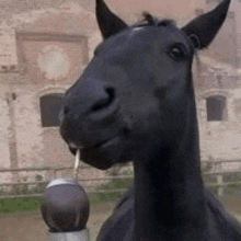 a black horse with a ball in its mouth standing in front of a building .