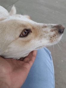 a close up of a person holding a dog