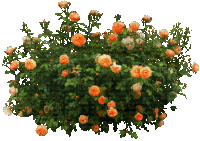 a bush with orange flowers and green leaves is surrounded by copyrighted images