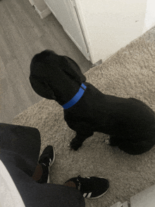 a black dog wearing a blue collar is sitting next to a person