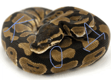 a close up of a snake with letters k and o written on it