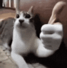 a cat is giving a thumbs up sign while laying on the floor .