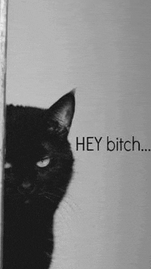 a black cat is peeking out from behind a wall with the words `` hey bitch '' .