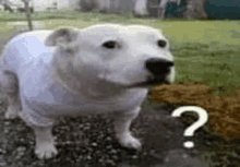 a white dog is standing on a sidewalk with a question mark on it .