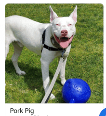 a white dog on a leash standing next to a blue ball that says pork pig on it