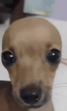 a close up of a small dog 's face with a very large eye