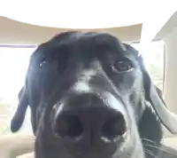 a close up of a black dog 's nose