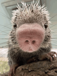 a close up of a porcupine 's nose with a piercing in it