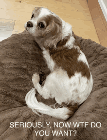 a brown and white dog laying on a brown blanket with the words seriously now wtf do you want