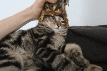 a person is holding a pineapple on top of a cat