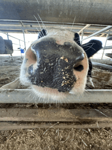 a close up of a cow 's nose looking through a fence