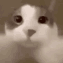 a close up of a cat 's face with a blurred background looking at the camera .