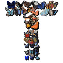 a bunch of butterflies are arranged in the letter t