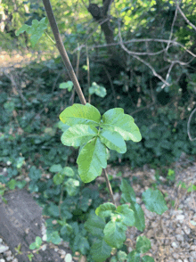 a close up of a leaf on a tree branch in the woods