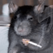 a close up of a rat holding a cigarette in its hand .