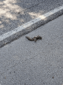 a squirrel is laying on the side of a road