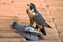 a falcon standing on top of a dead pigeon with a photo by shoum