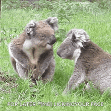 two koala bears are standing next to each other in the grass and one is licking the other 's face .