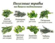 a bunch of herbs are lined up in a row with russian writing