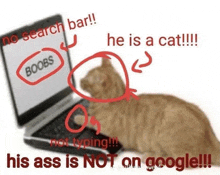 a cat is sitting in front of a laptop that says " he is a cat " on the screen