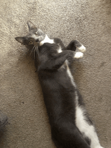 a black and white cat is laying on its back on the floor