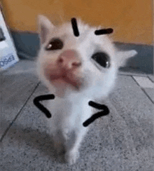 a white cat with a pink nose is standing on a tiled floor and looking at the camera .