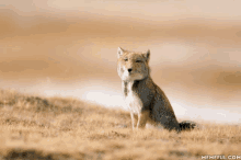 a fox is sitting in a field with a memeful.com watermark