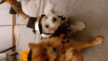 two small dogs wearing halloween costumes laying on the floor