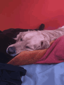 a dog is sleeping on a bed with a red wall in the background