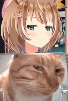 a close up of a cat 's face next to a close up of a anime girl 's face