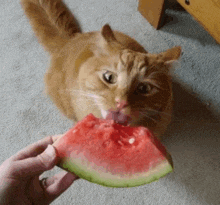 a cat eating a slice of watermelon from someone 's hand