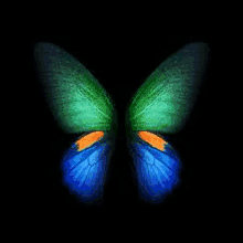 a blue and green butterfly on a black background .