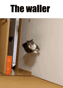 a cat is jumping through a doorway with the words the waller above it