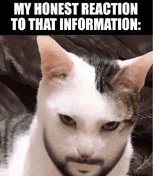 a cat with a beard and the words my honest reaction to that information below it